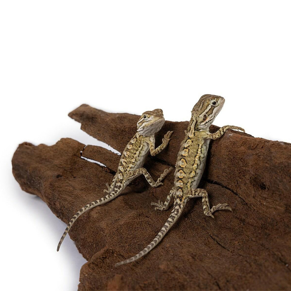 Happet Korzeń Mangrowca Mangrowiec L 40-60cm Ozdoba Naturalna